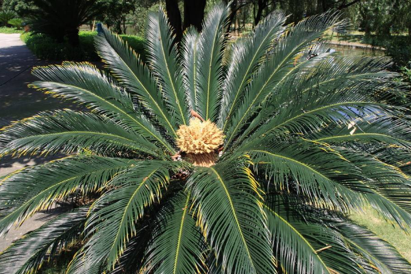 鐵樹開花是什么征兆，是一種祥瑞之兆