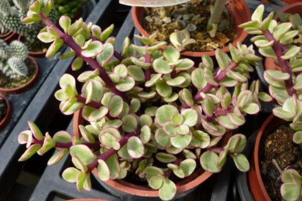 雅樂之舞和金枝玉葉的區(qū)別，觀察長(zhǎng)勢(shì)以及葉片