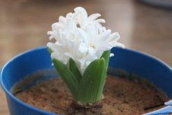 風(fēng)信子為什么長(zhǎng)不高，可能是因?yàn)槿粘９芾聿划?dāng)造成