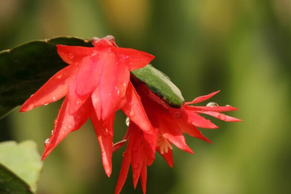 假曇花夏天怎么養(yǎng)護(hù)