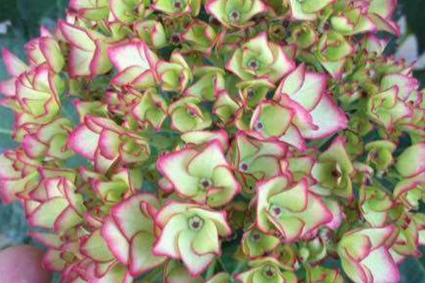 塞布麗娜繡球花的養(yǎng)殖方法和注意事項(xiàng)