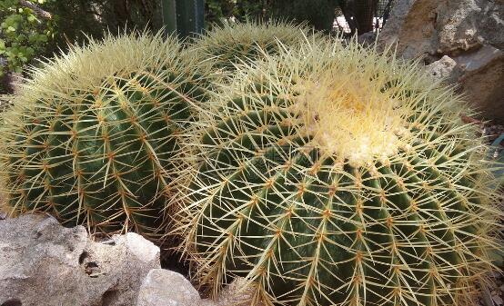 仙人掌適合在室內(nèi)種植嗎，吸收二氧化碳、釋放氧氣/天然氧吧