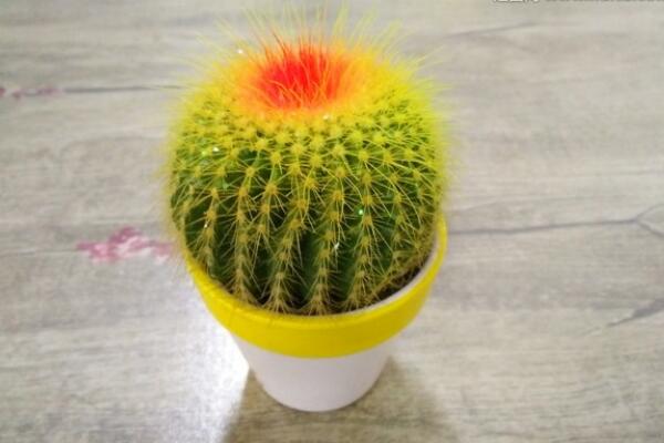 仙人球怎么種植，仙人掌種植經(jīng)驗(yàn)分享