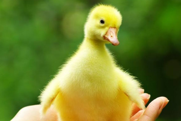 小鵝怎么養(yǎng)才不會(huì)死