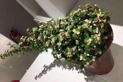 多肉雅樂(lè)之舞怎么繁殖，扦插以及嫁接都可以進(jìn)行繁殖