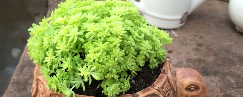 黃金草的養(yǎng)殖方法和注意事項