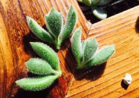 熊童子扦插技巧，五個(gè)簡(jiǎn)單小步驟一學(xué)就會(huì)