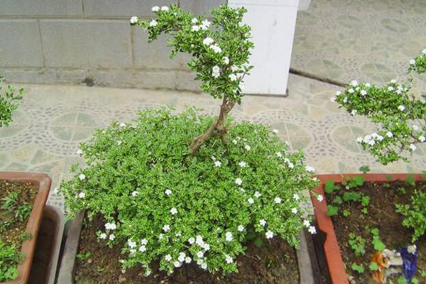 六月雪的養(yǎng)殖方法，6步教你養(yǎng)好六月雪