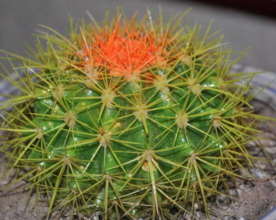 仙人球爛了怎么辦，及時修剪爛根、消毒/保持通風(fēng)透氣