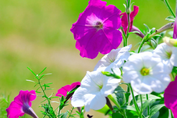 牽?；ㄕ{(diào)謝后怎么處理