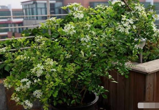 九里香盆景樹樁怎樣變粗，營(yíng)養(yǎng)豐富、勤修剪，施足肥