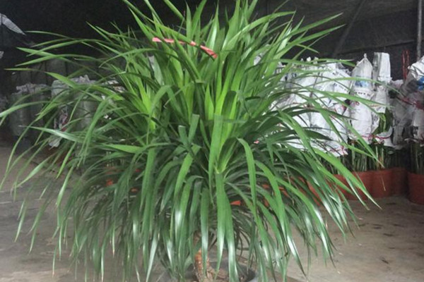 龍血樹葉子下垂怎么辦，可補(bǔ)充光照或控制澆水