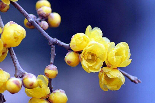 臘梅怎么養(yǎng)