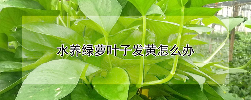 水養(yǎng)綠蘿葉子發(fā)黃怎么辦