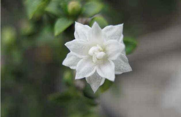 盆景六月雪的養(yǎng)護(hù)知識(shí)，土壤和環(huán)境都要適宜它的生長(zhǎng)