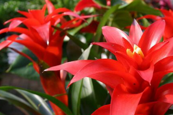 鴻運(yùn)當(dāng)頭水培養(yǎng)殖方法