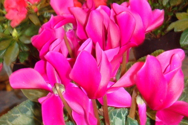 仙客來春夏怎么養(yǎng)護(hù)