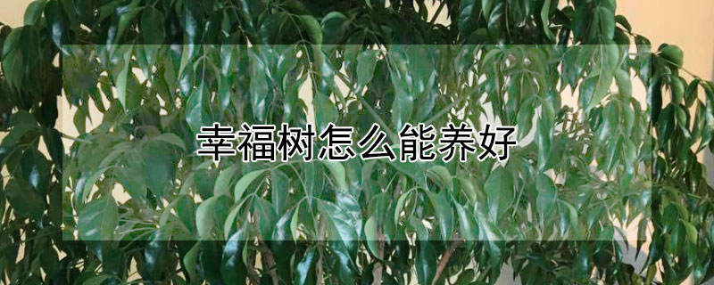 幸福樹怎么能養(yǎng)好