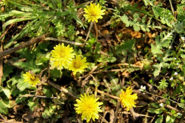 蒲公英的種植方法，春秋兩季最適合播種