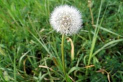 蒲公英的種植方法及注意事項(xiàng)，在每年6月采摘種子