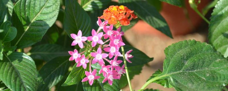 繡球一年開(kāi)花幾次