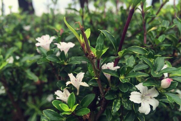 六月雪盆景造型圖解，造型固然重要剪后養(yǎng)護(hù)也不可忽視