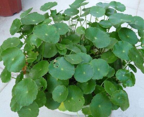 銅錢草焉了怎么回事，多半是澆水和光照不當(dāng)導(dǎo)致