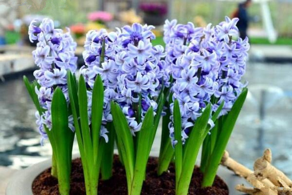 如何養(yǎng)好風(fēng)信子，風(fēng)信子養(yǎng)殖5大秘訣