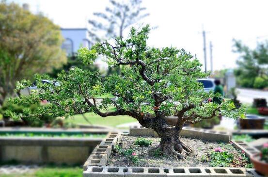 羅漢松果的功效與作用，羅漢松果的五大作用