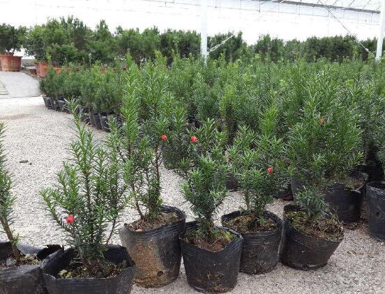 紅豆杉盆景冬天怎么養(yǎng)，教你五個好方法安然過冬