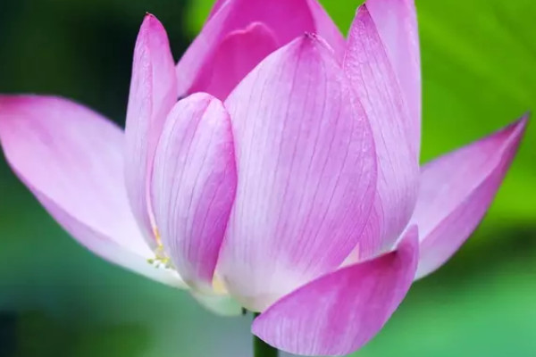 荷花養(yǎng)殖需要經(jīng)常曬太陽嗎