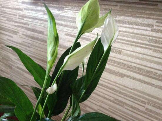 一帆風(fēng)順花的擺放禁忌，忌光線太強(qiáng)與溫度極低處