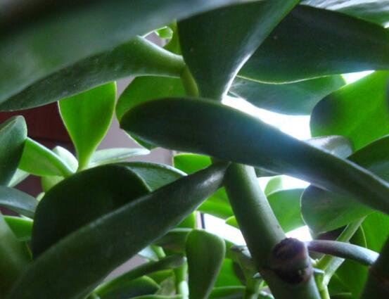 玉樹常見的病蟲害防治，教你四種辦法簡單學會