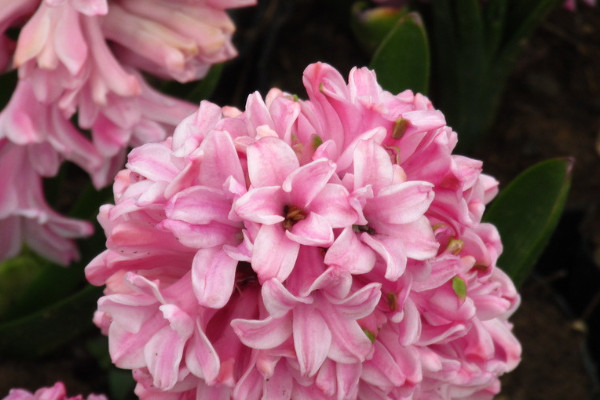 風(fēng)信子是花嗎