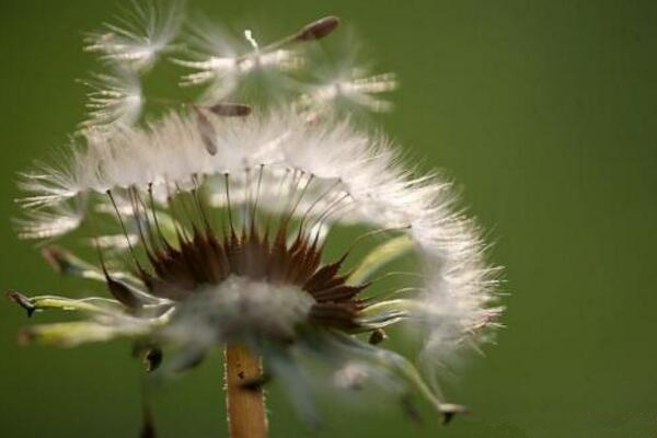 蒲公英怎么傳播種子，通過風力進行傳播