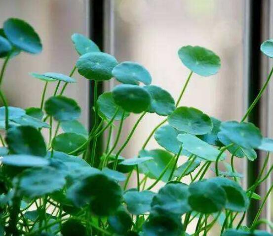 水培銅錢草葉子發(fā)黃怎么辦，四種原因以及解決方法