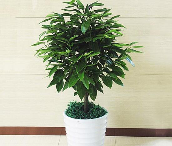 平安樹和發(fā)財樹一樣嗎，平安樹和發(fā)財樹哪個好