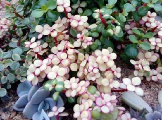 雅樂之舞怎么養(yǎng)才變紅，教你五種最快速變紅好方法