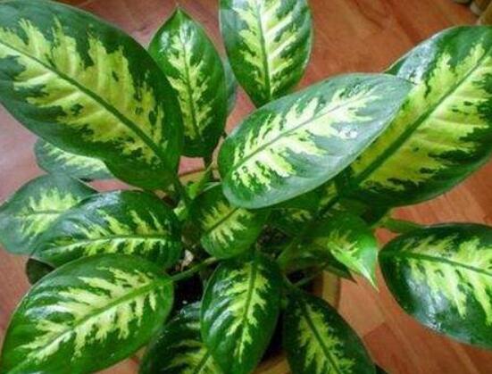 欣賞好看的萬年青圖片，枝葉青翠、紅如珊瑚、艷似瑪瑙