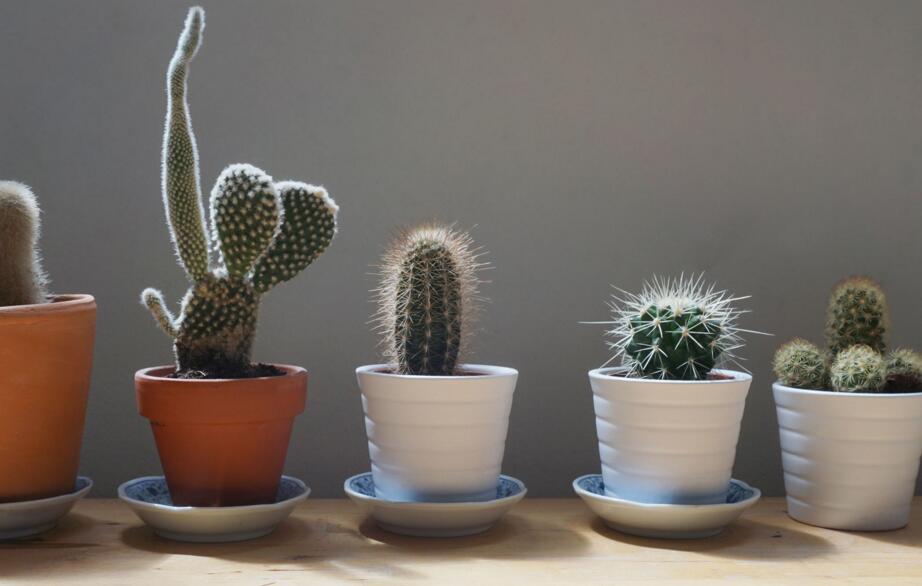 仙人掌繁殖方法大全，側(cè)芽和種子繁殖方法最適合