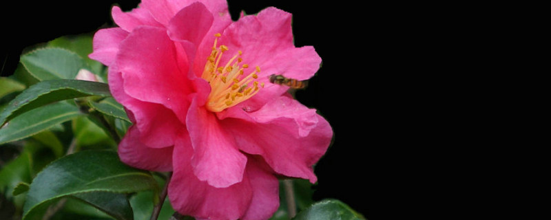 茶梅移栽時(shí)間