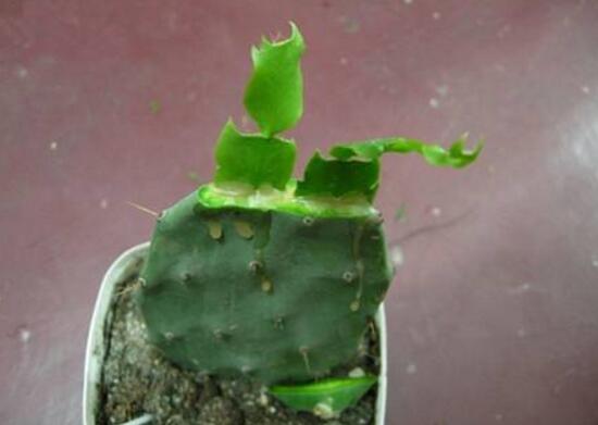 仙人掌爛根原因，仙人掌爛根怎么辦/重新栽培