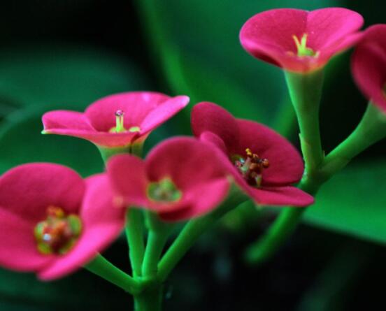 虎刺梅掉葉子怎么辦，四種原因以及解決方法