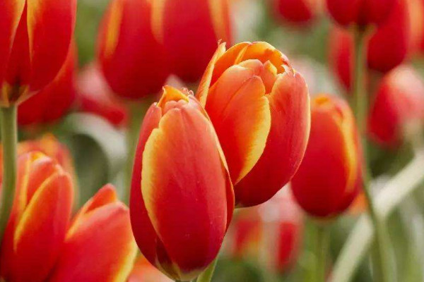 為什么郁金香晚上不會(huì)開花