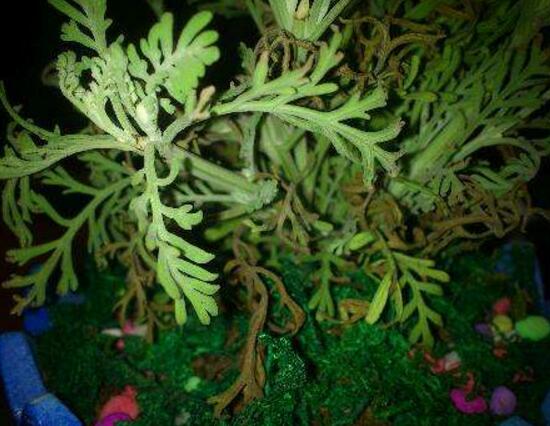 薰衣草葉子干枯怎么辦，教你正確的補救方法