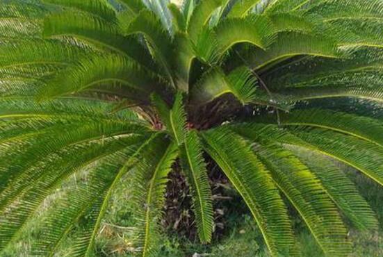 鐵樹(shù)有幾種，細(xì)數(shù)最好看的六大品種