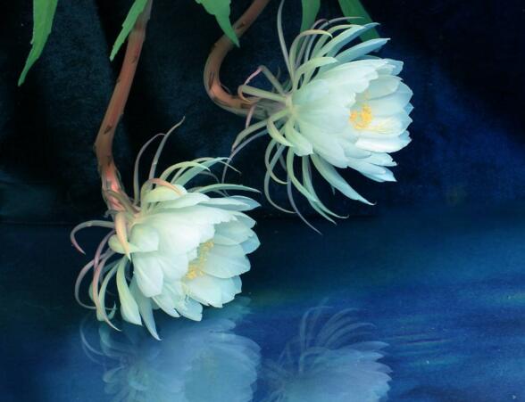 曇花爛根怎么處理，及時處理不然會造成無藥可救的狀態(tài)