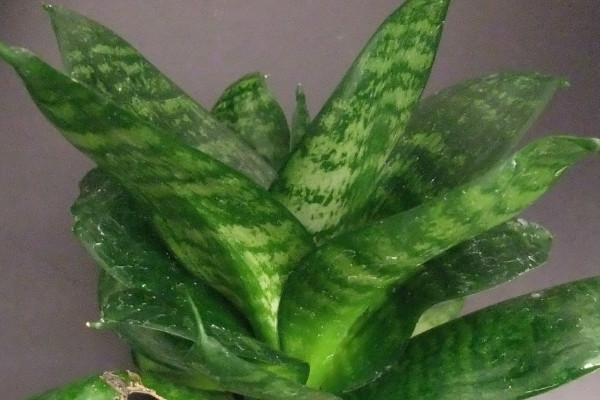 虎皮蘭冬天能分盆嗎