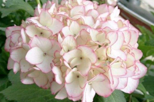 塞布麗娜繡球花的養(yǎng)殖方法和注意事項(xiàng)