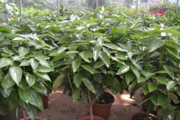 平安樹干枯怎么救活，找到原因及時進(jìn)行補救